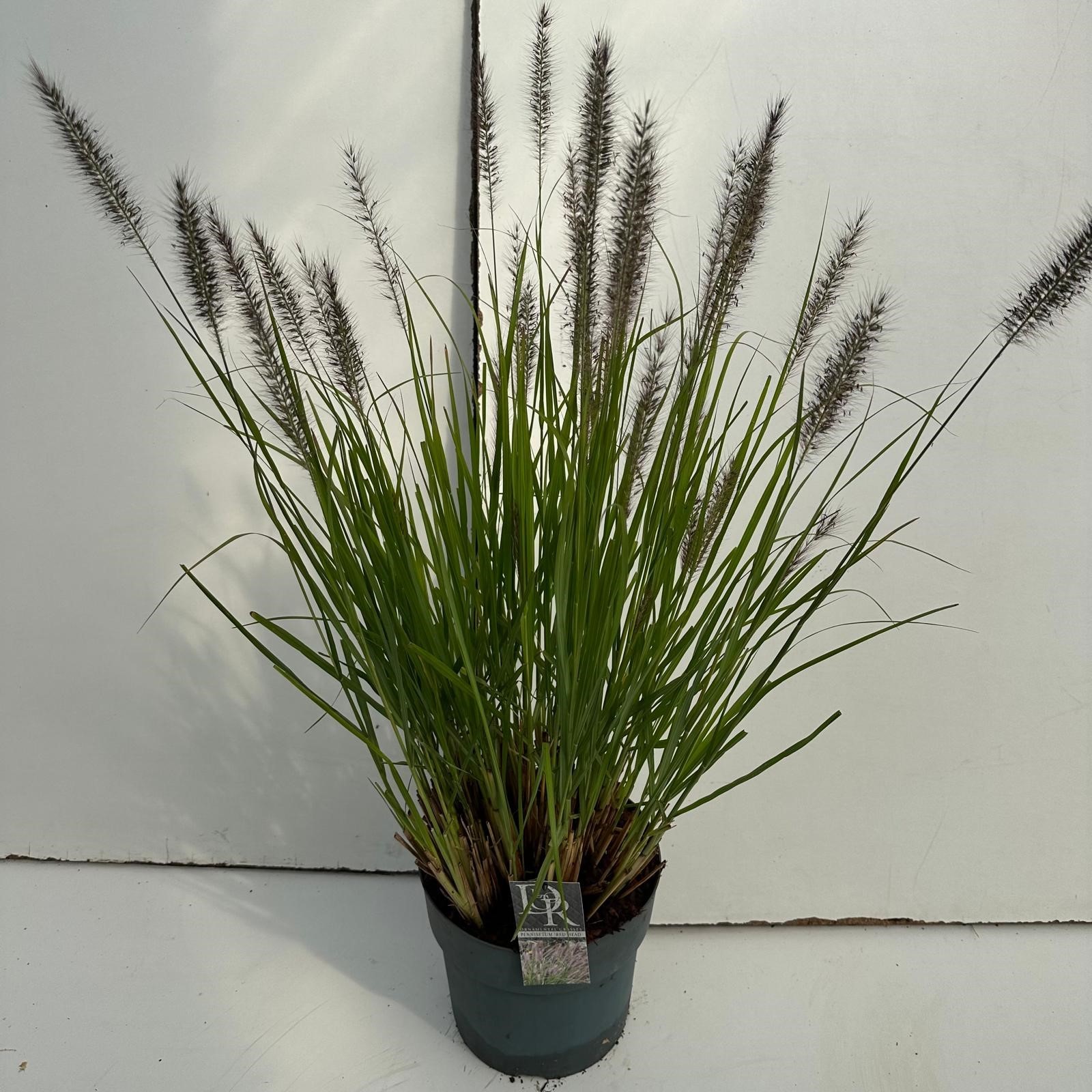 Pennisetum 'Red Head', D 29 cm