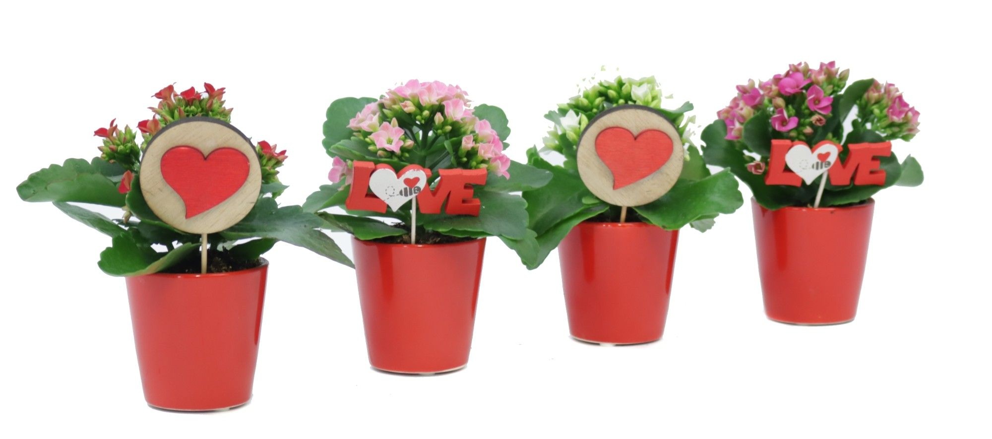 Kalanchoe 6 cm in rode sierpot met love bijsteker, D 7