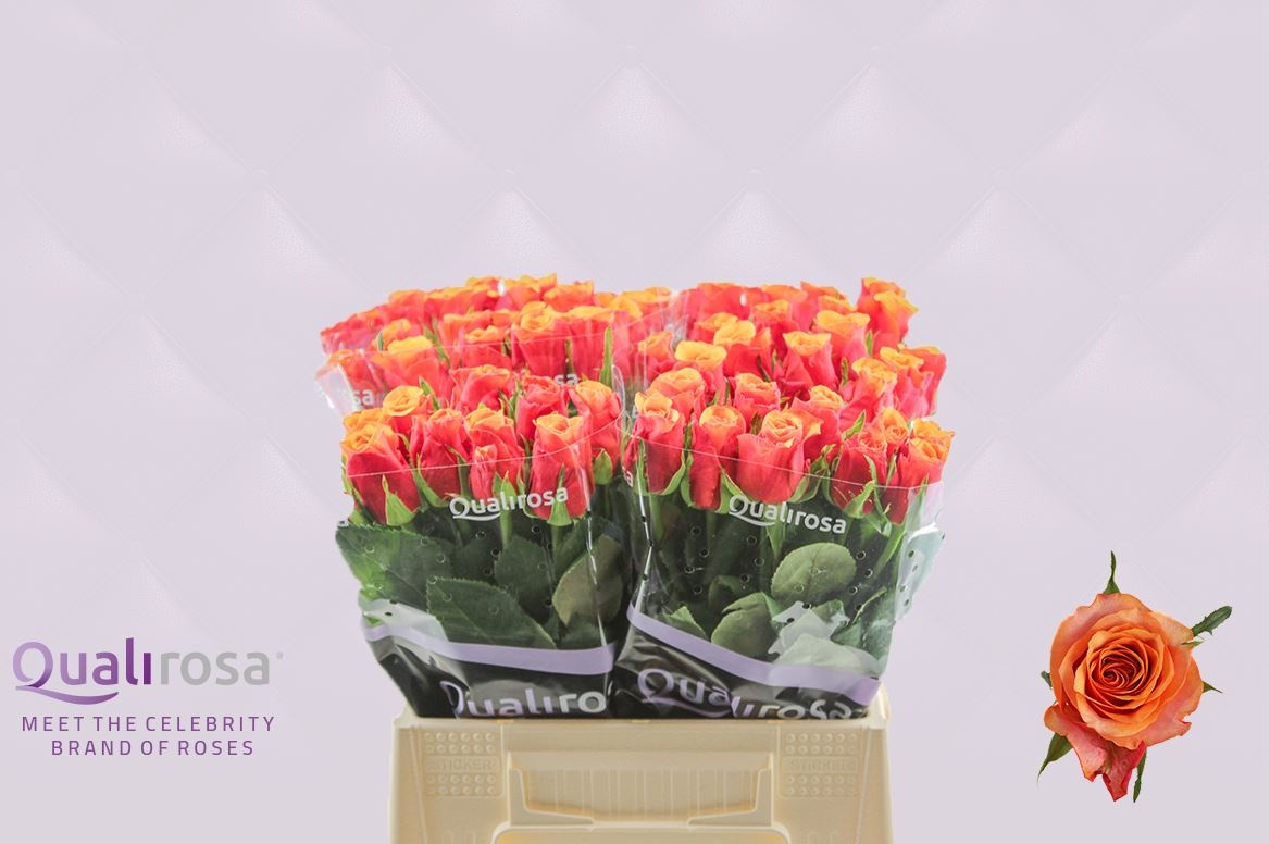 Роза од. Испания 40, шт.