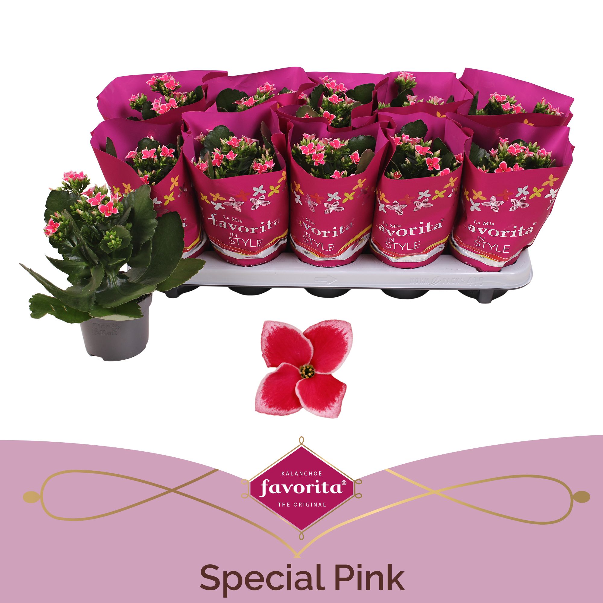 Kalanchoë Favorita Special Pink, D 10,5