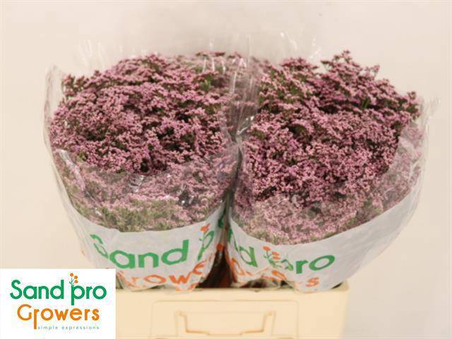 Лимониум Сафора Оши Пинк 60, шт.