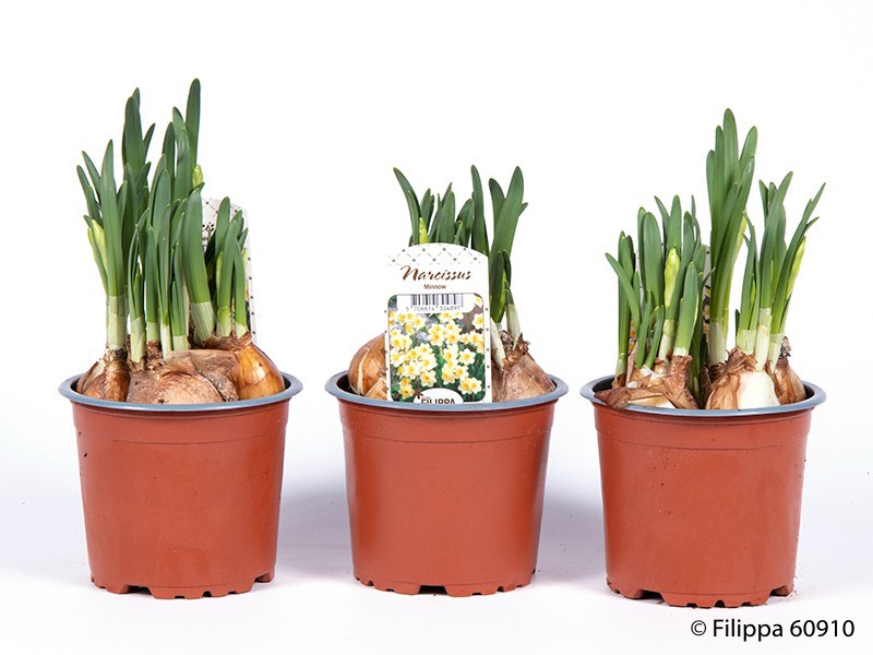 NARCISSUS CYCLAMINEUS 'MINNOV', D 11