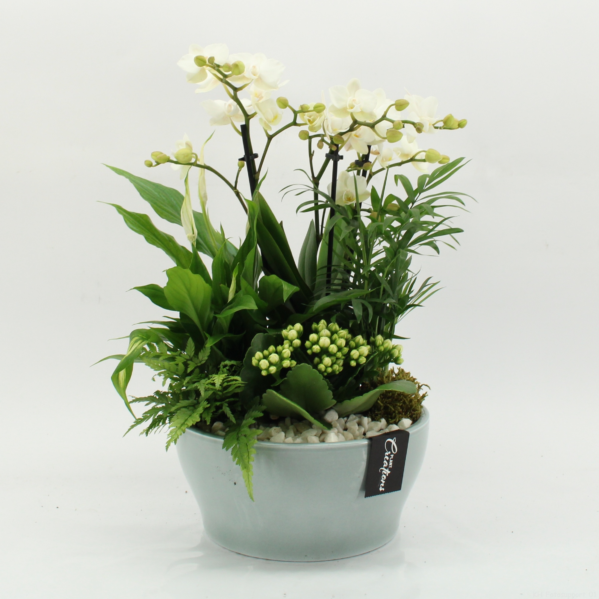 PHAL-2629W Phalaenopsis creatie, D 22