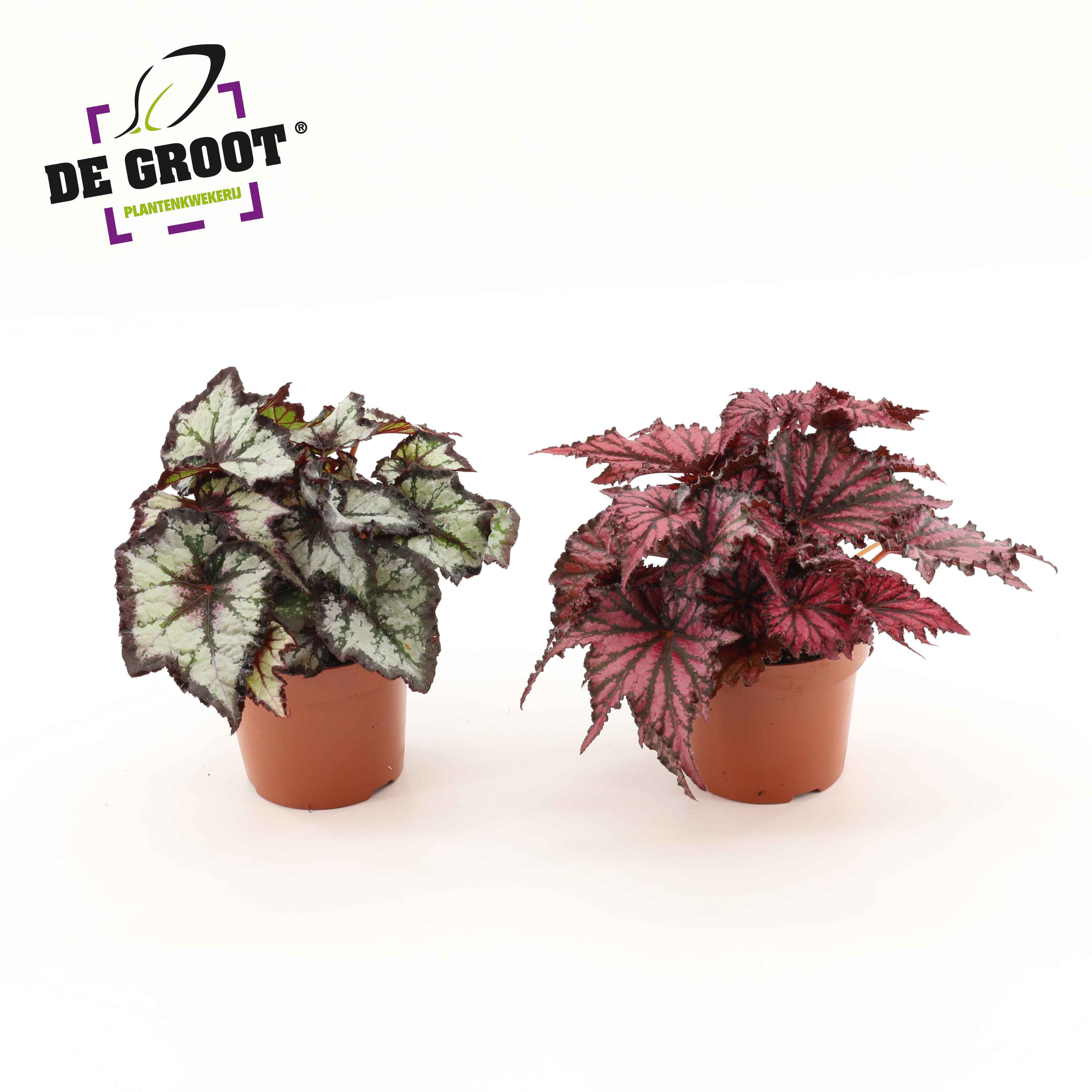 Blad Begonia mix, D 12