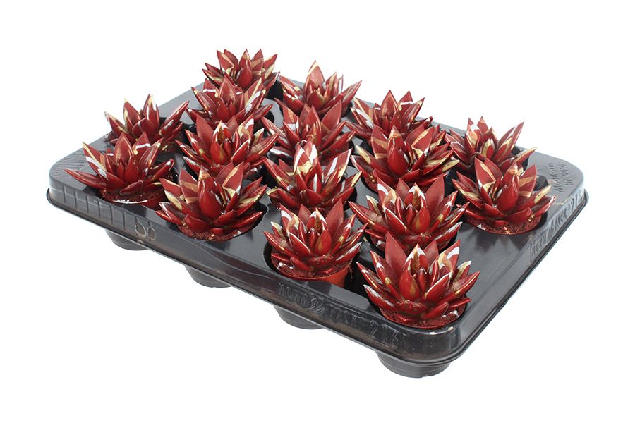 Miranda coloured Splash Xmas red, D 6