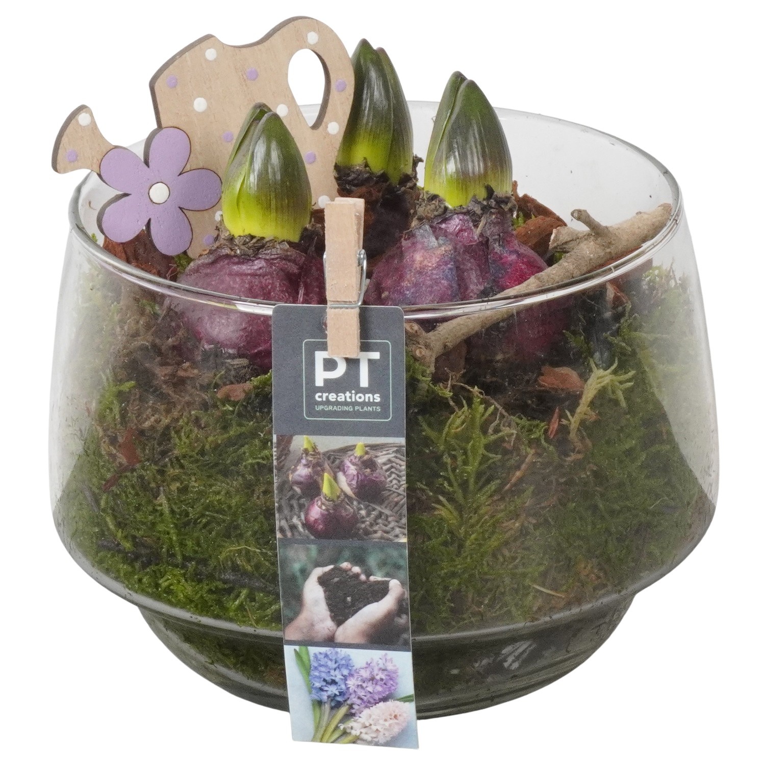 PTHC9199 Arrangement Hyacints in glasschaal, D 17