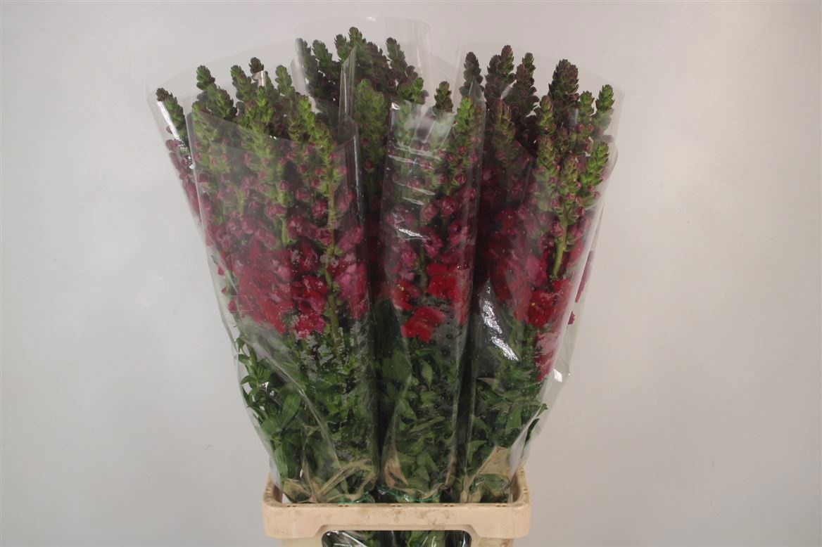 Антирринум Потомак Рэд (красн.), шт.