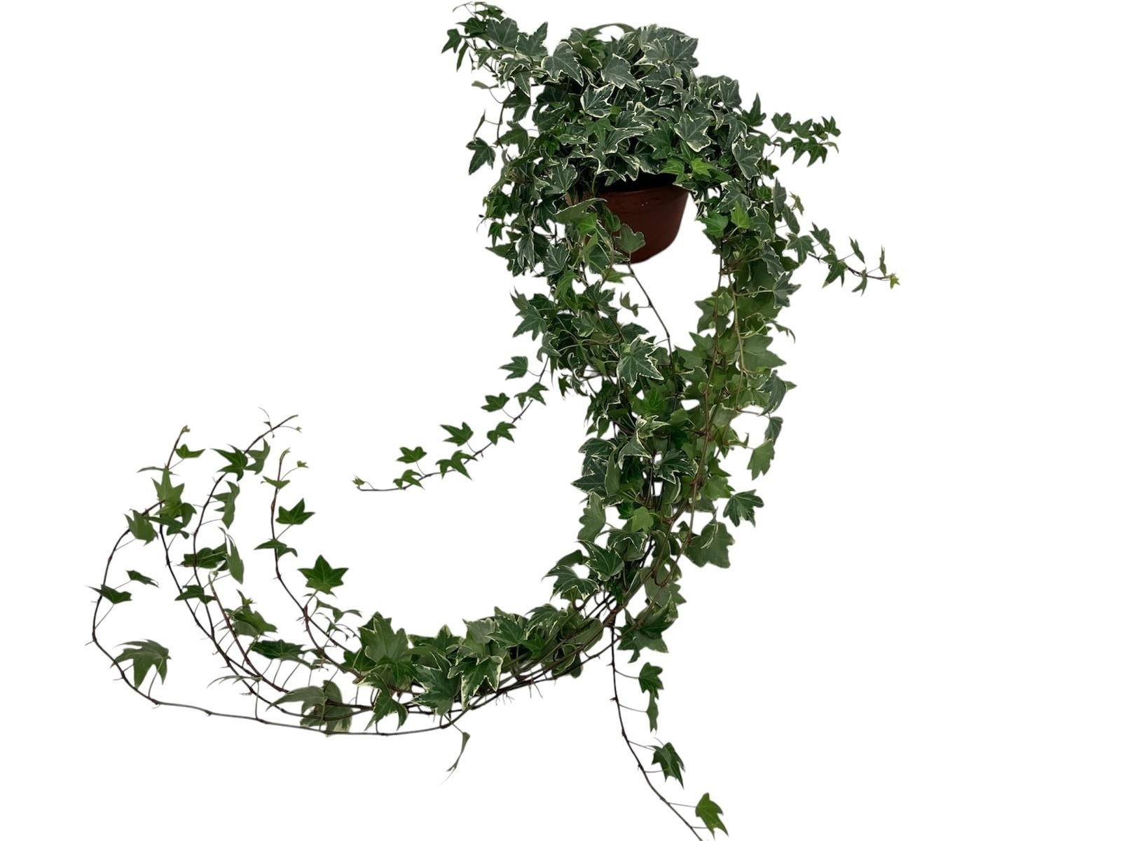 Hedera helix witbont lange plant - lengte 70 cm., D 13