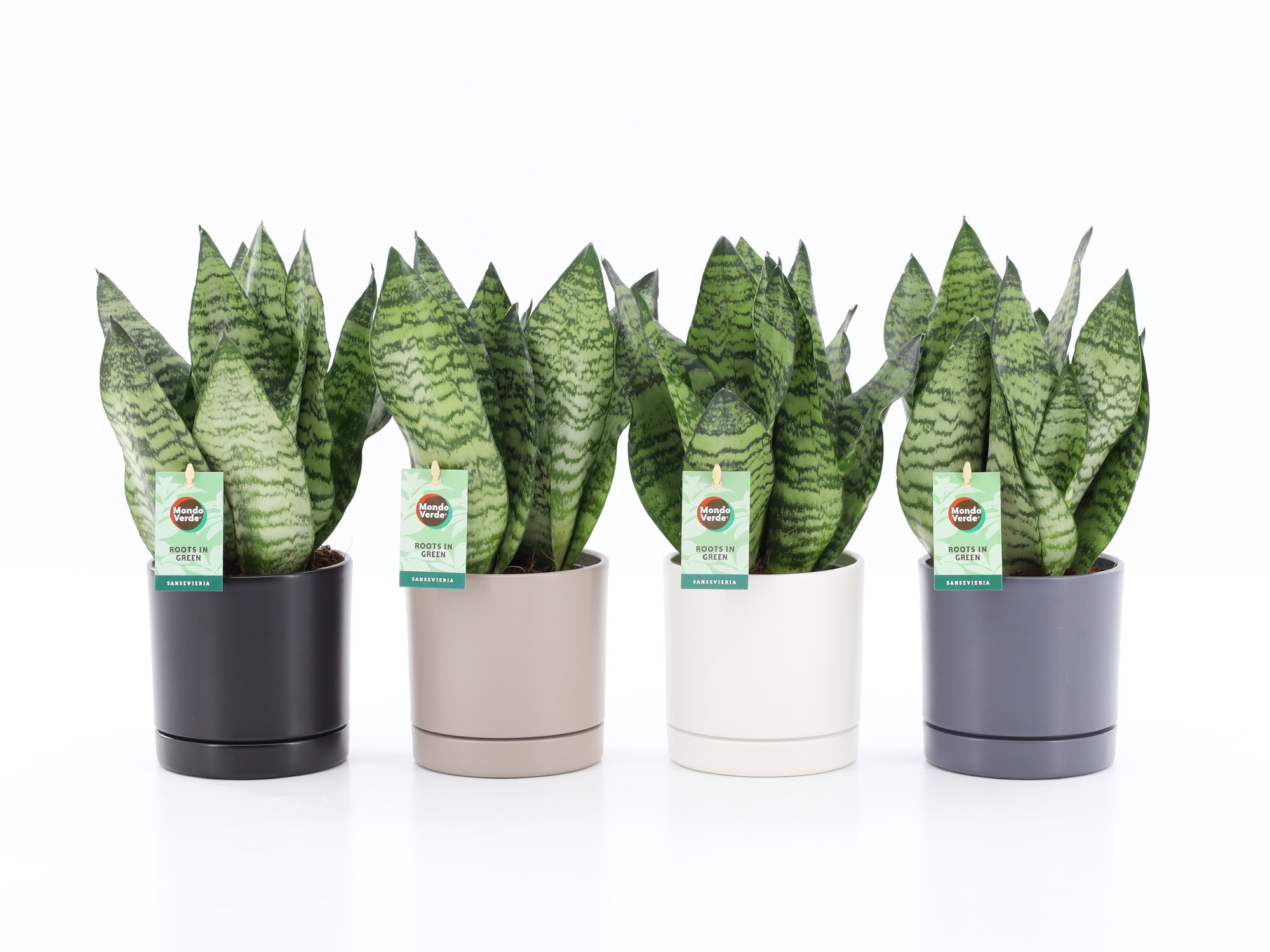 Sansevieria Black Coral in Hainan 4 kleuren, D 13