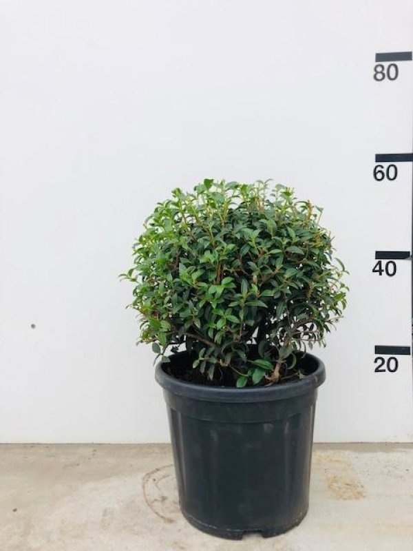 Osmanthus burkwoodii, bol, D 29