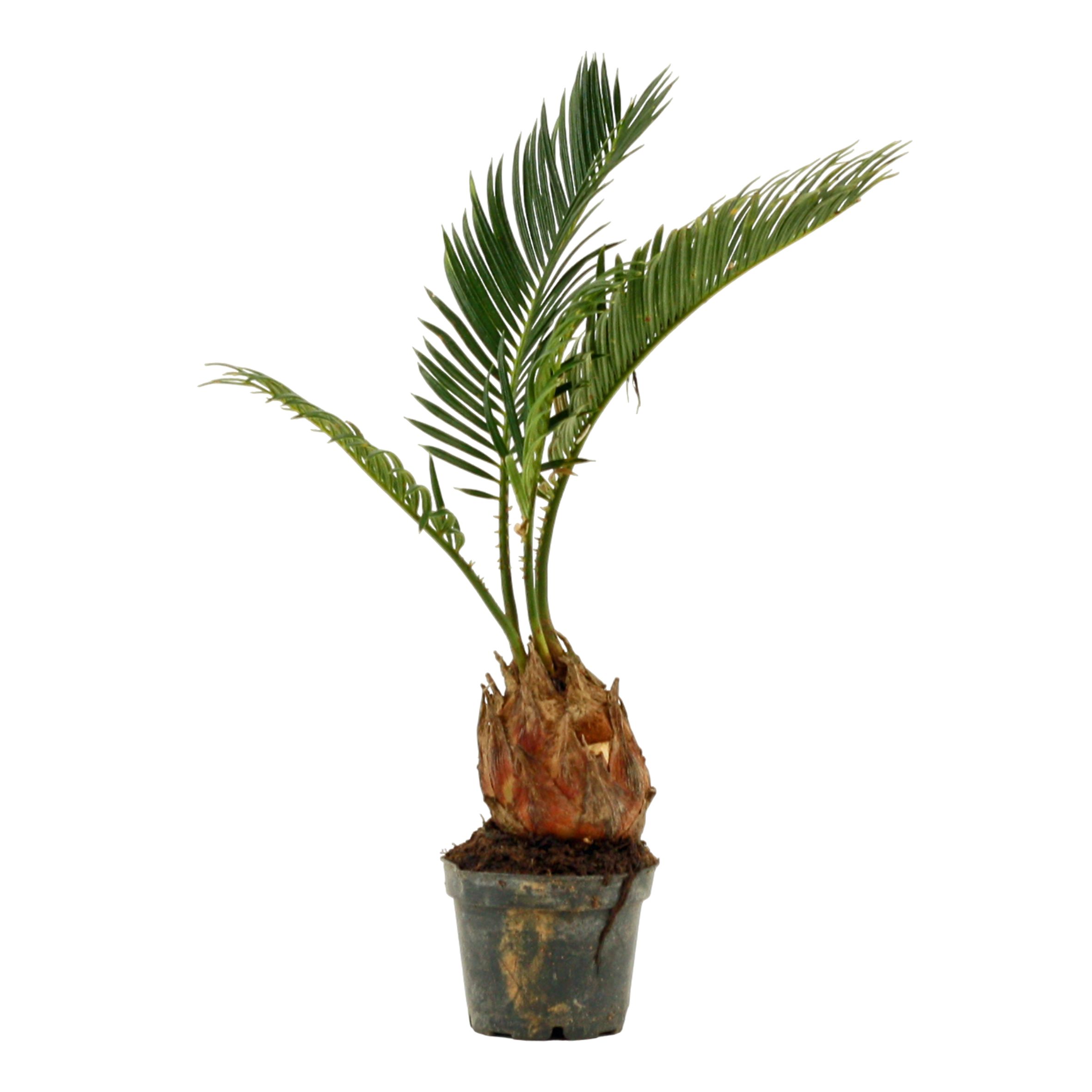 Cycas revoluta A2 6 cm, D 6 cm Cycas revoluta A2 6 cm, D 6 cm