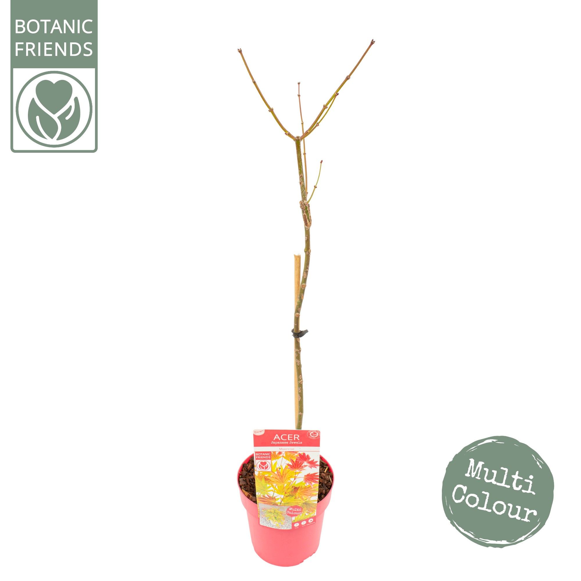 Acer shirasawanum 'Moonrise' ®, D 19 cm