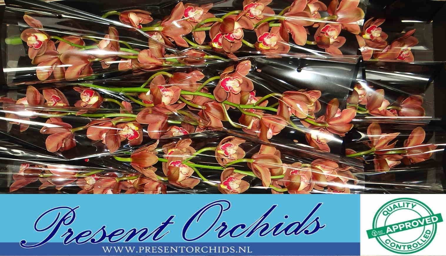 Цимбидиум Вики Браун x9 60, шт.