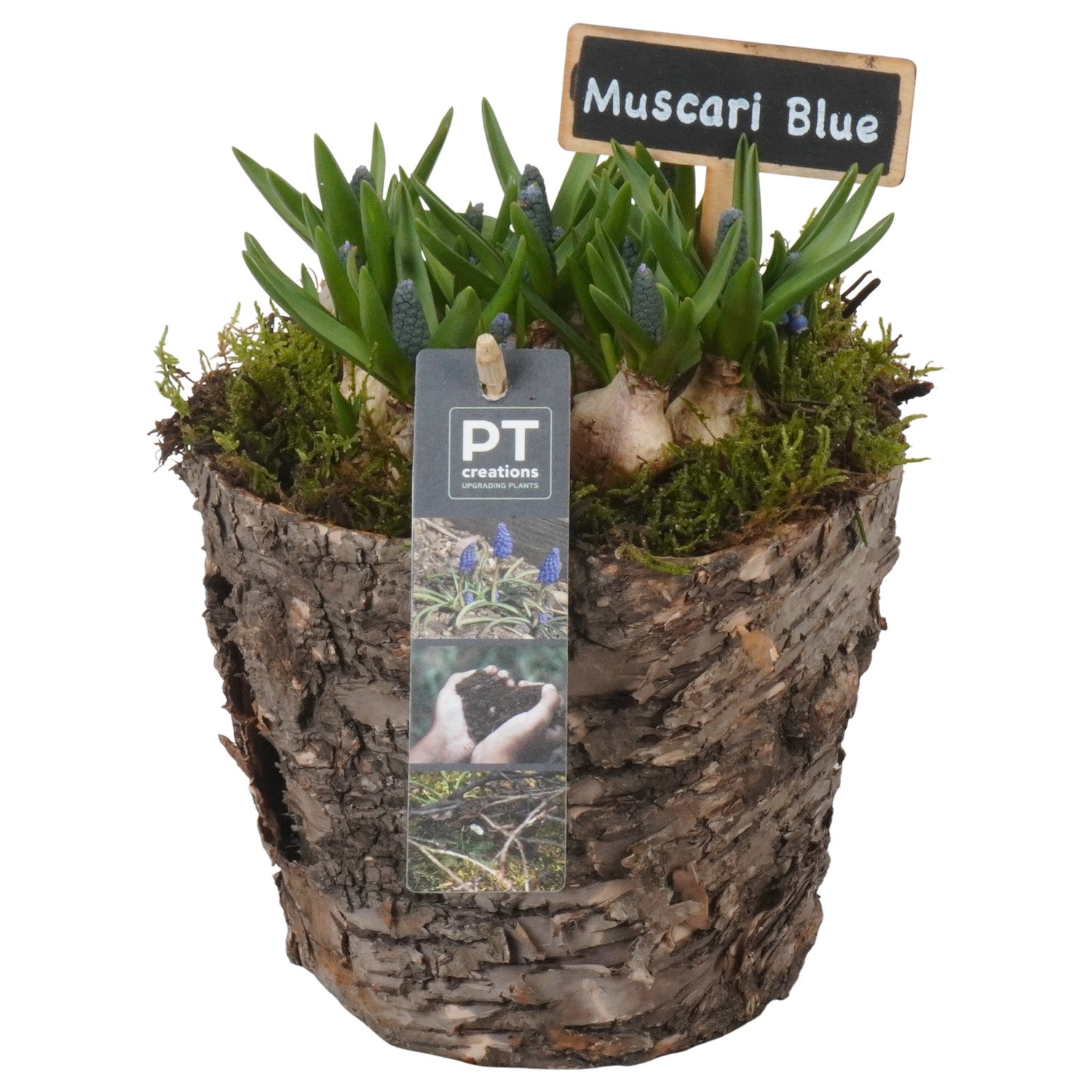 PTMB6283 Arrangement Muscari Blue in hout pot, D 14