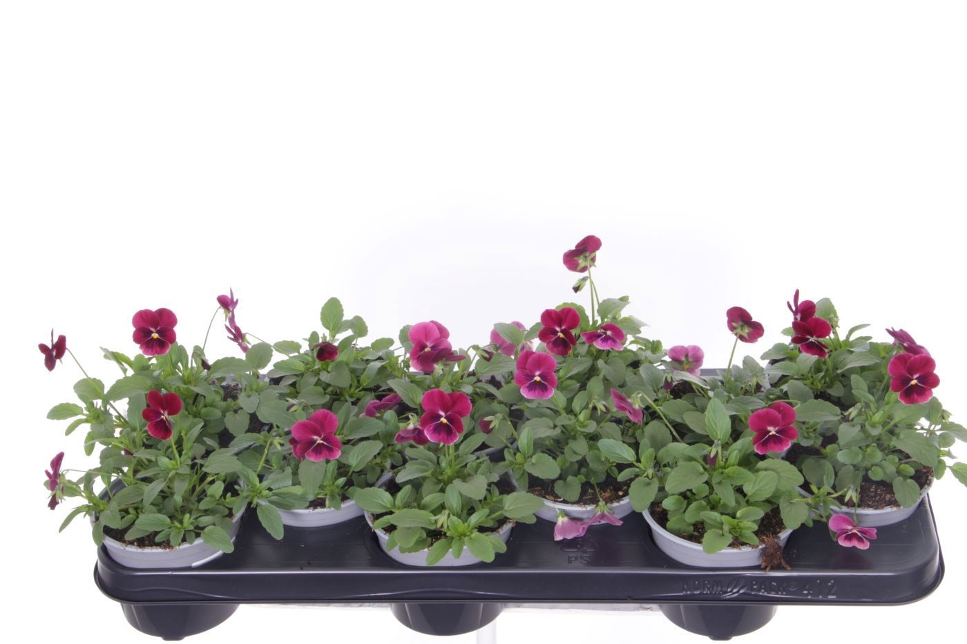 Viola cornuta Sorbet Rose Blotch, D 11 cm