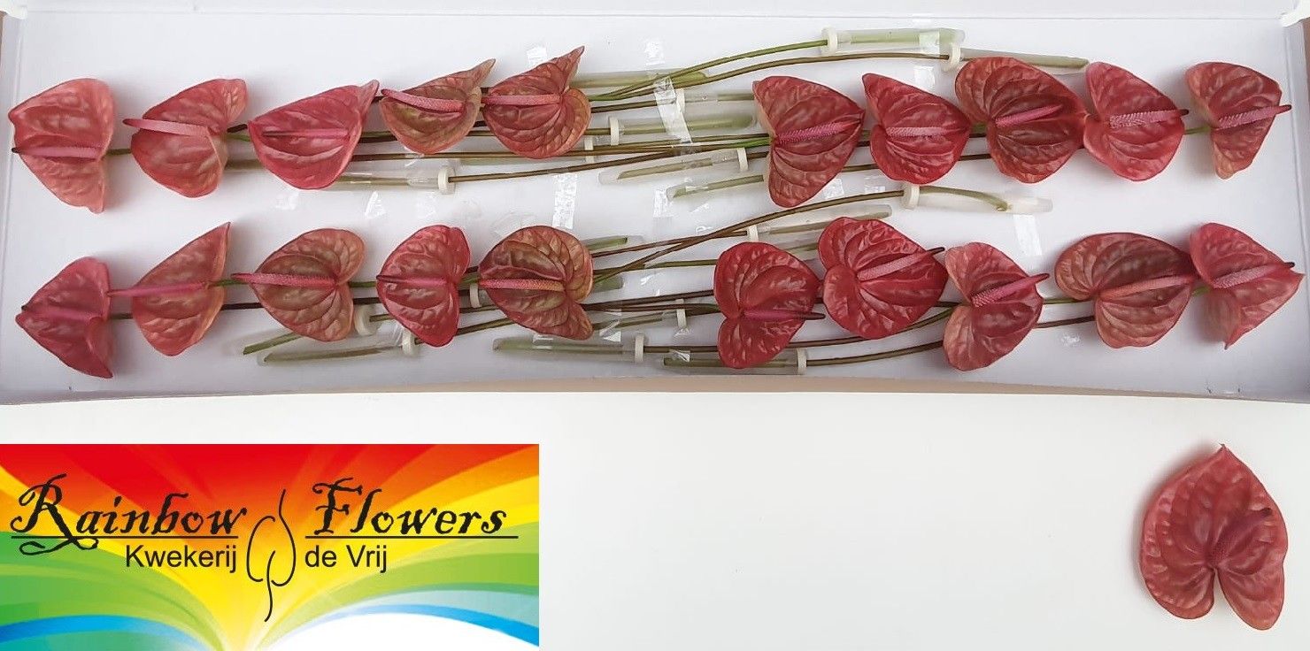 Антуриум Маришка (зелено-роз.) x20, шт.