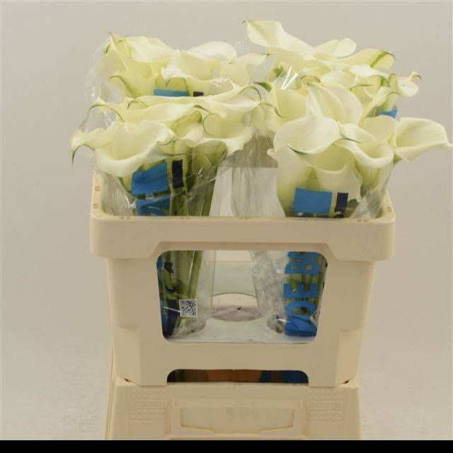 Калла Кэптен Вентура 55, шт.