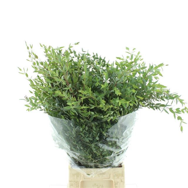 Эвкалипт Парвифолия за пучок 75, пуч.