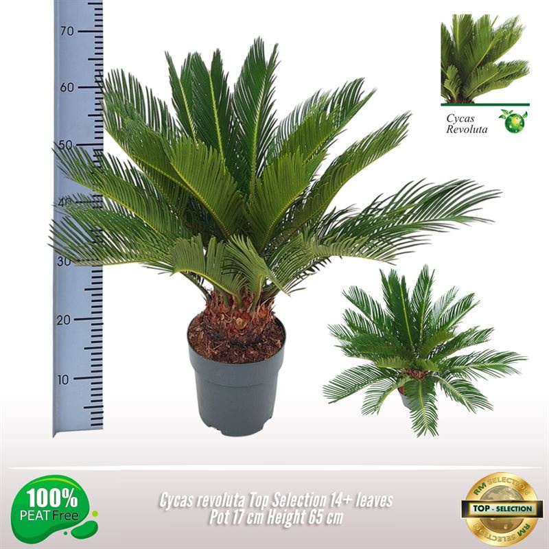 Cycas Revoluta Top Selection, D 17