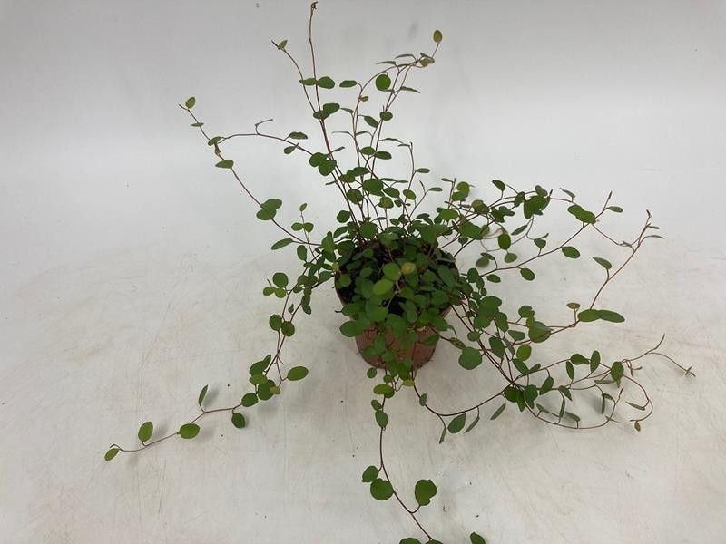 MUEHLENBECKIA COMPLEXA, D 8 cm MUEHLENBECKIA COMPLEXA, D 8 cm