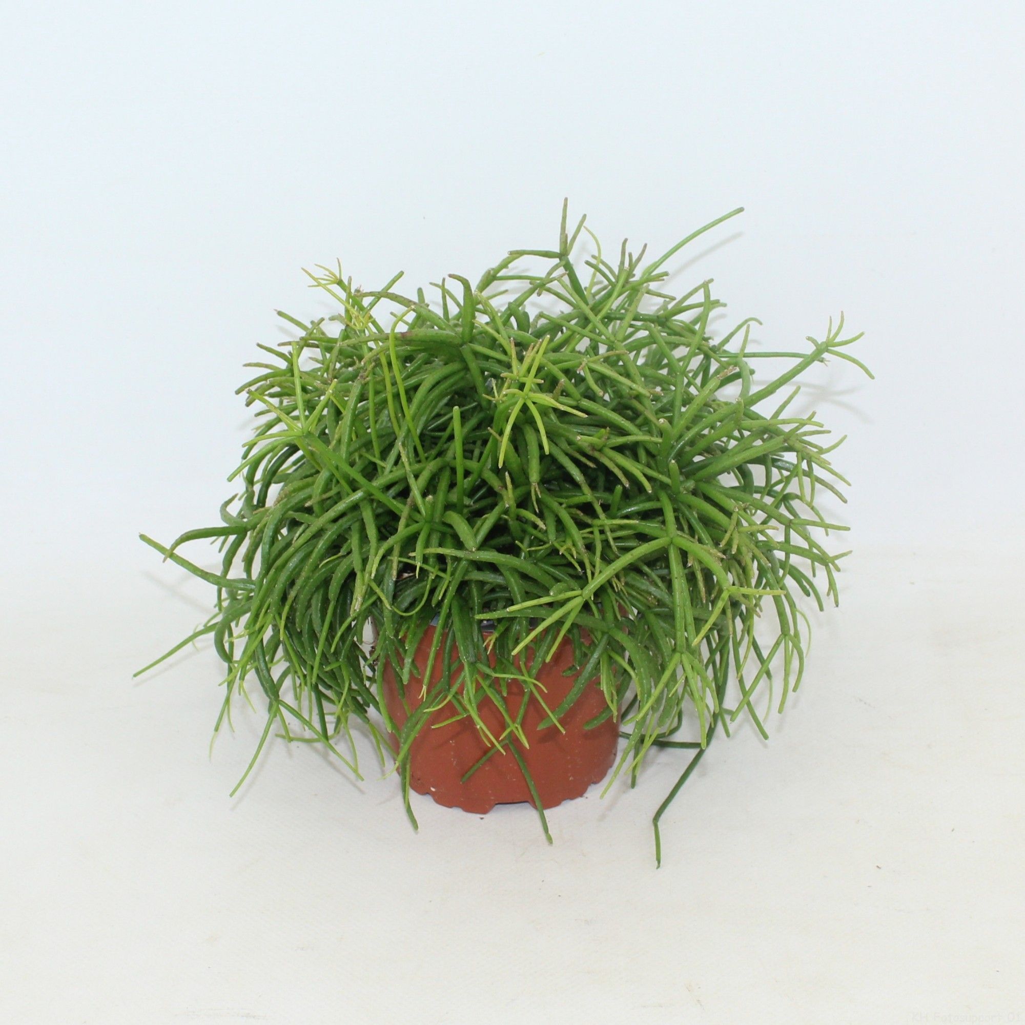 Rhipsalis cassutha Oasis p10,5 zonder kwekersetiket, D 10,5
