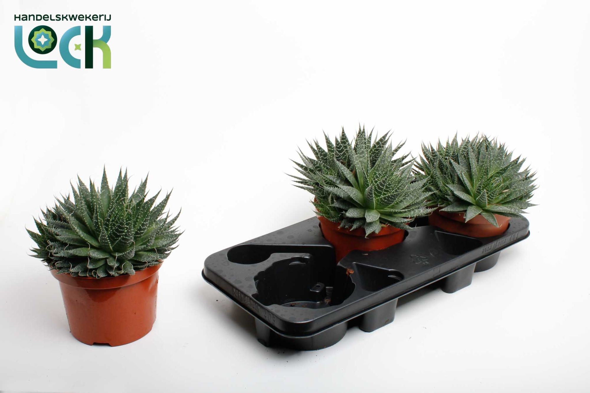 Aloë Aristata, D 17