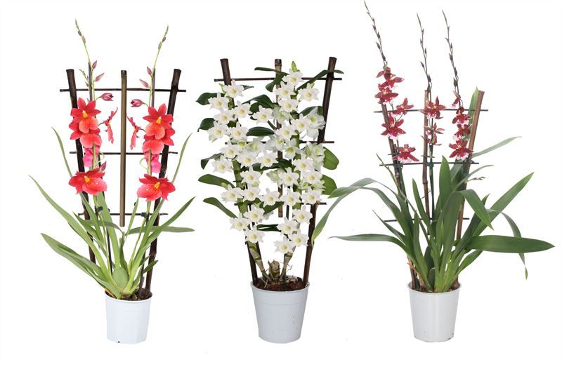 Orchideeen mix 2T op rek, D 12