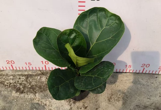 Фикус лйрата 9 24