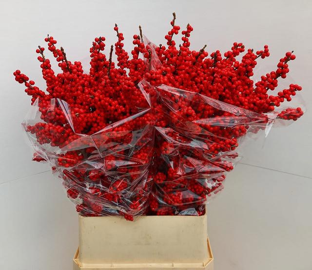 Илекс Брит Байс 100, шт.