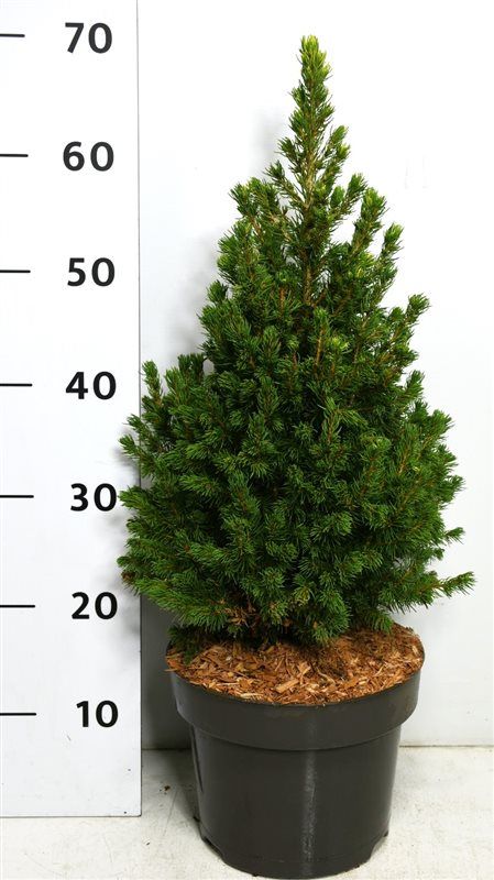 Picea gl. 'Rainbow's End', D 23 cm Picea gl. 'Rainbow's End', D 23 cm