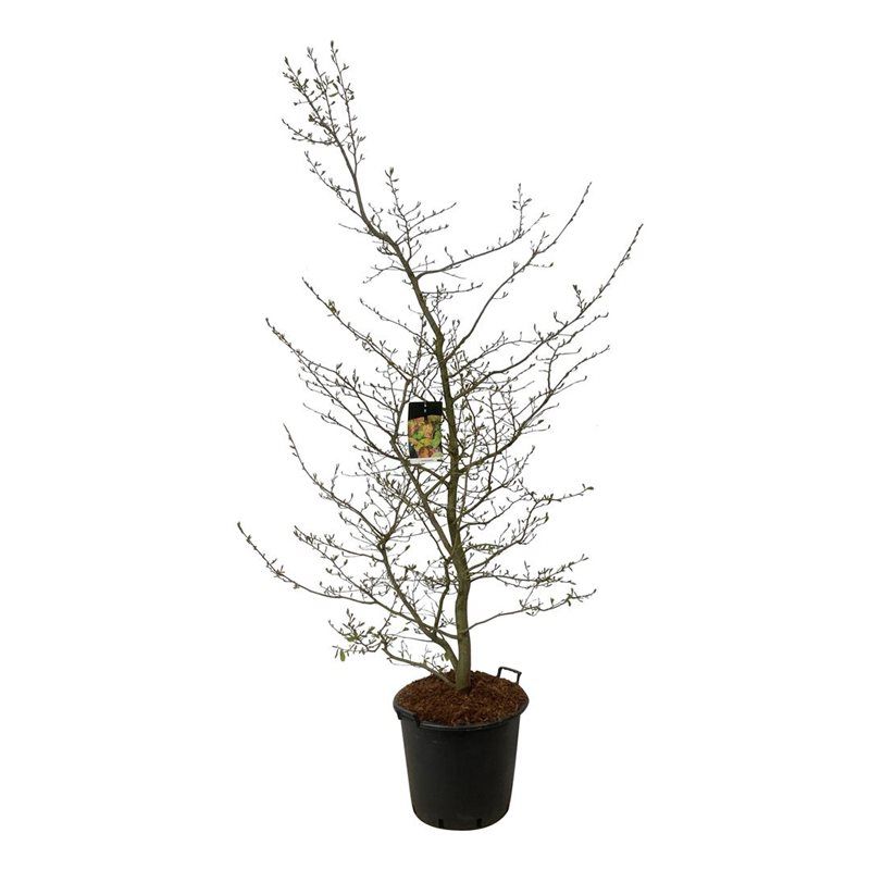 Parrotia persica, D 50