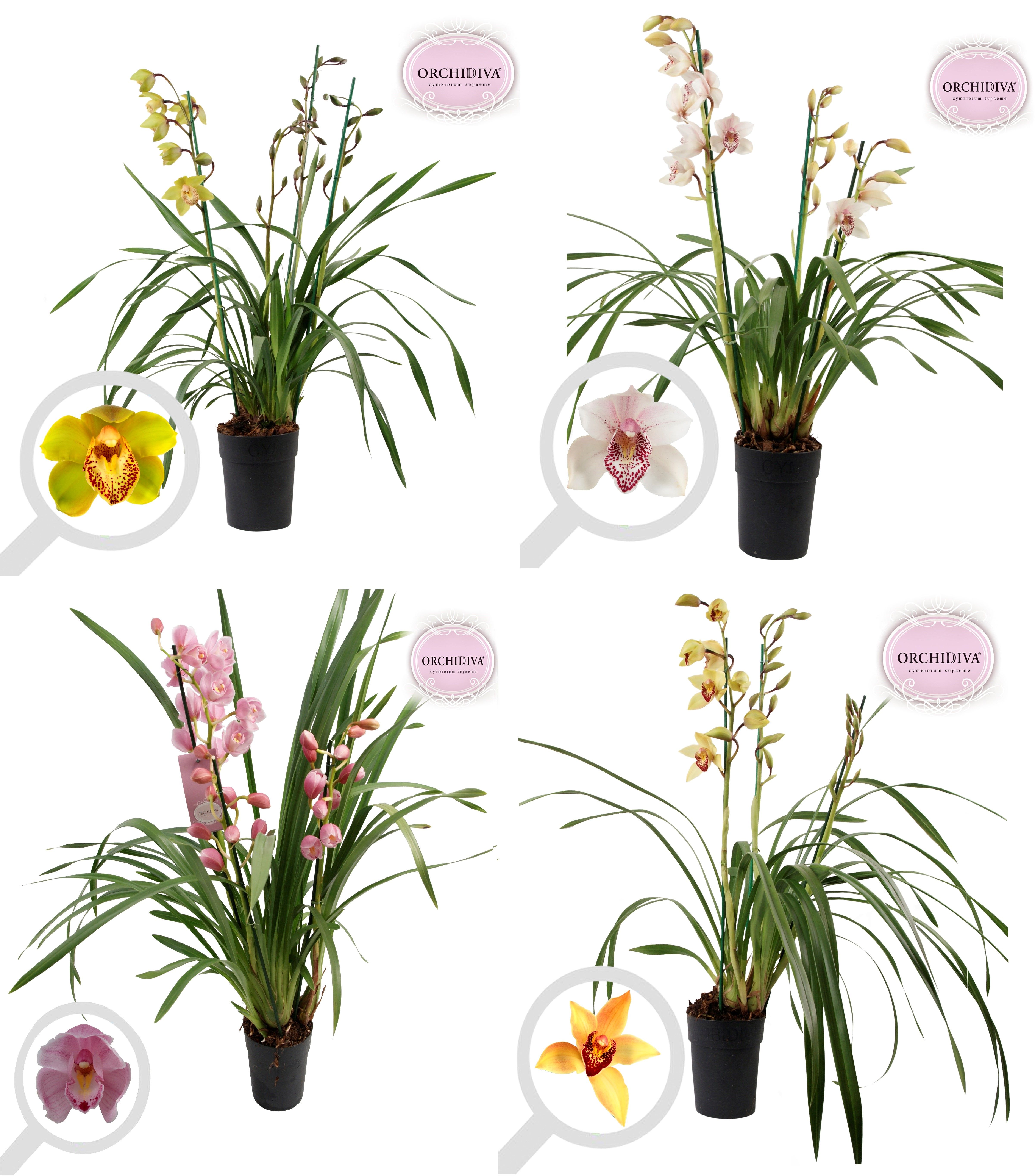Cymbidium Italië mix 3 tak, D 14