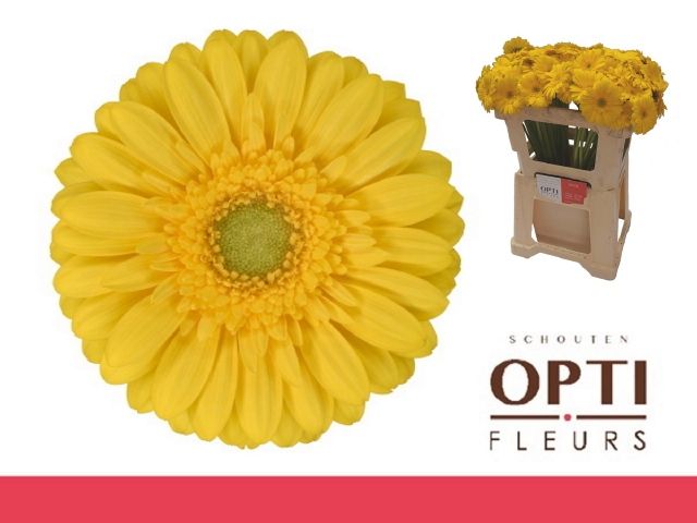 Гермини Эмоджи, шт.