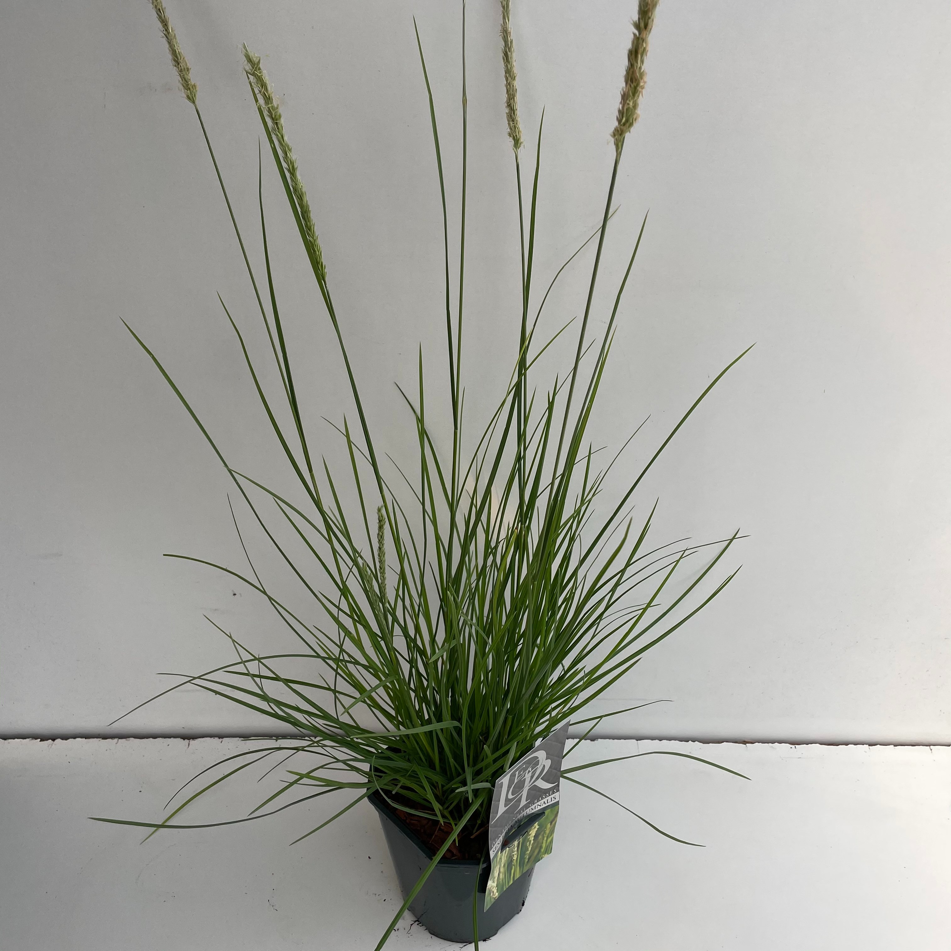 Sesleria Autumnalis, D 17