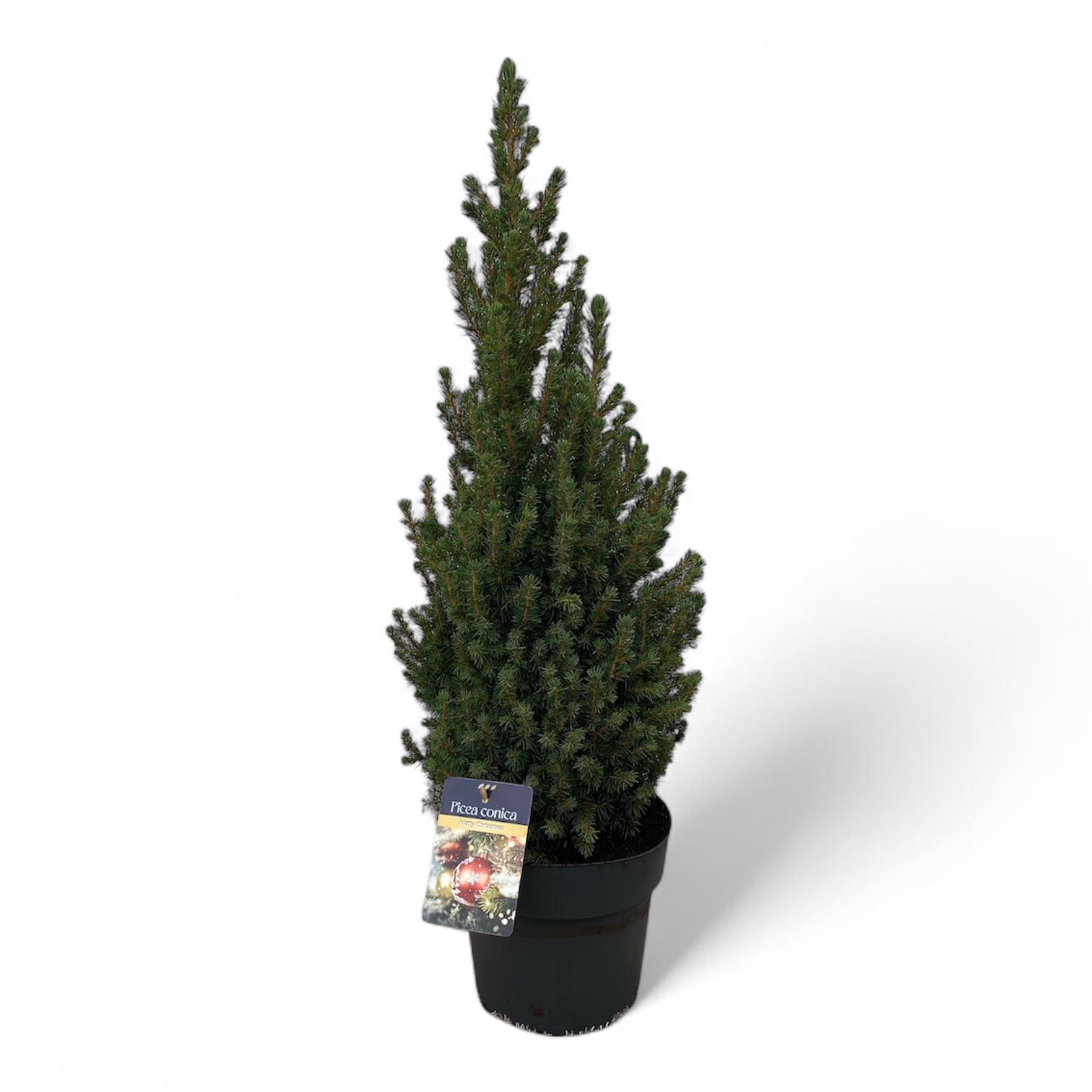 Picea gl. 'Conica' 50-60 cm Antraciet ( 70-80 cm ), D 21 cm