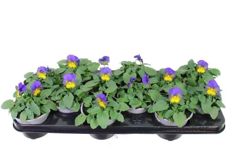 Viola cornuta Sorbet Morpho, D 11 cm