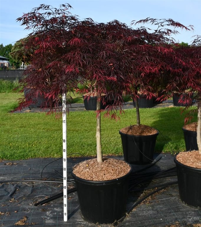 Acer pal. 'Inaba-shidare', D 65