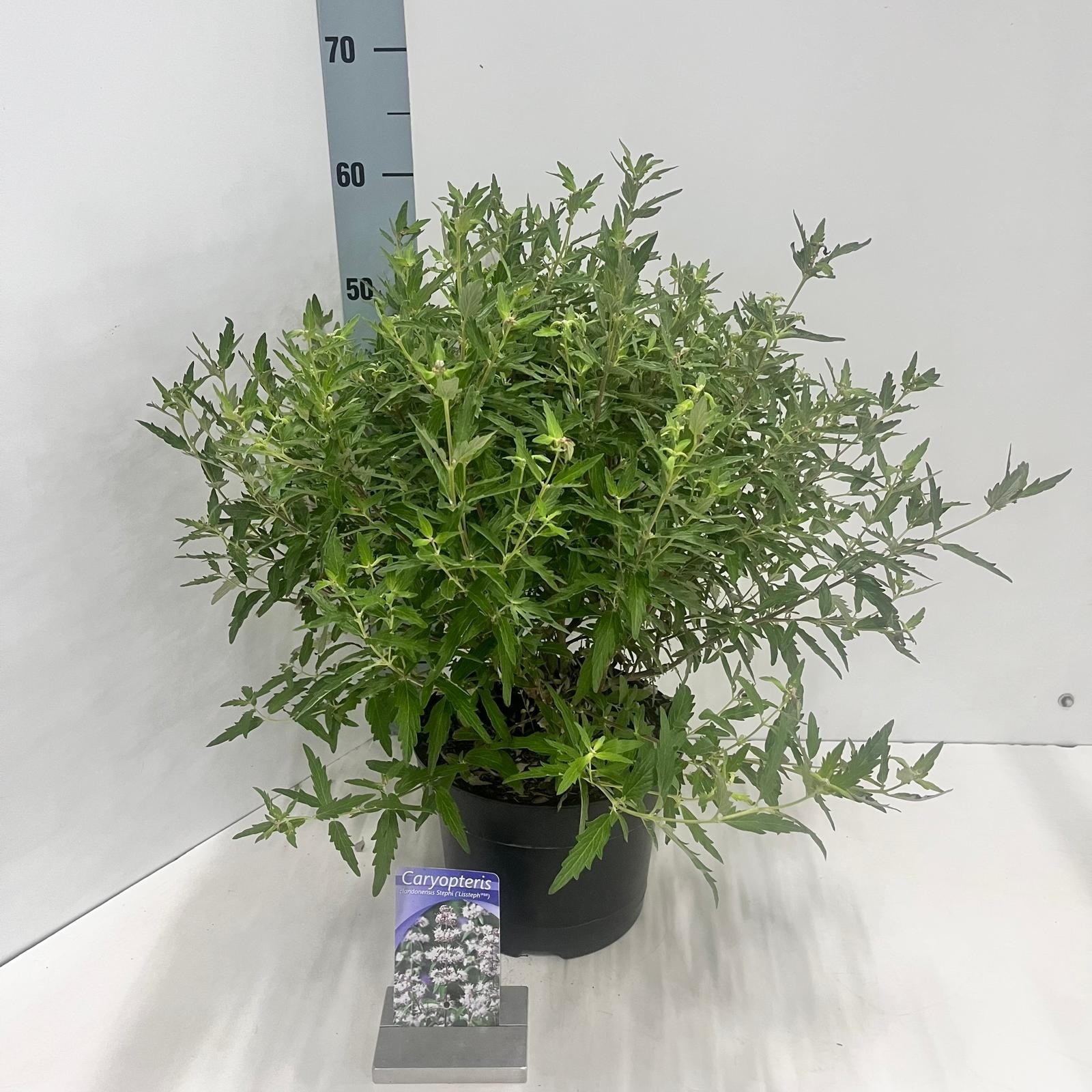 Caryopteris Stephi ('Lissteph'PBR), D 23 cm