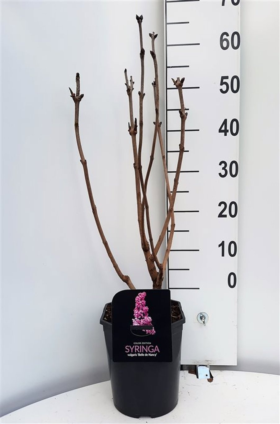 Syringa vulgaris Belle de Nancy, D 21