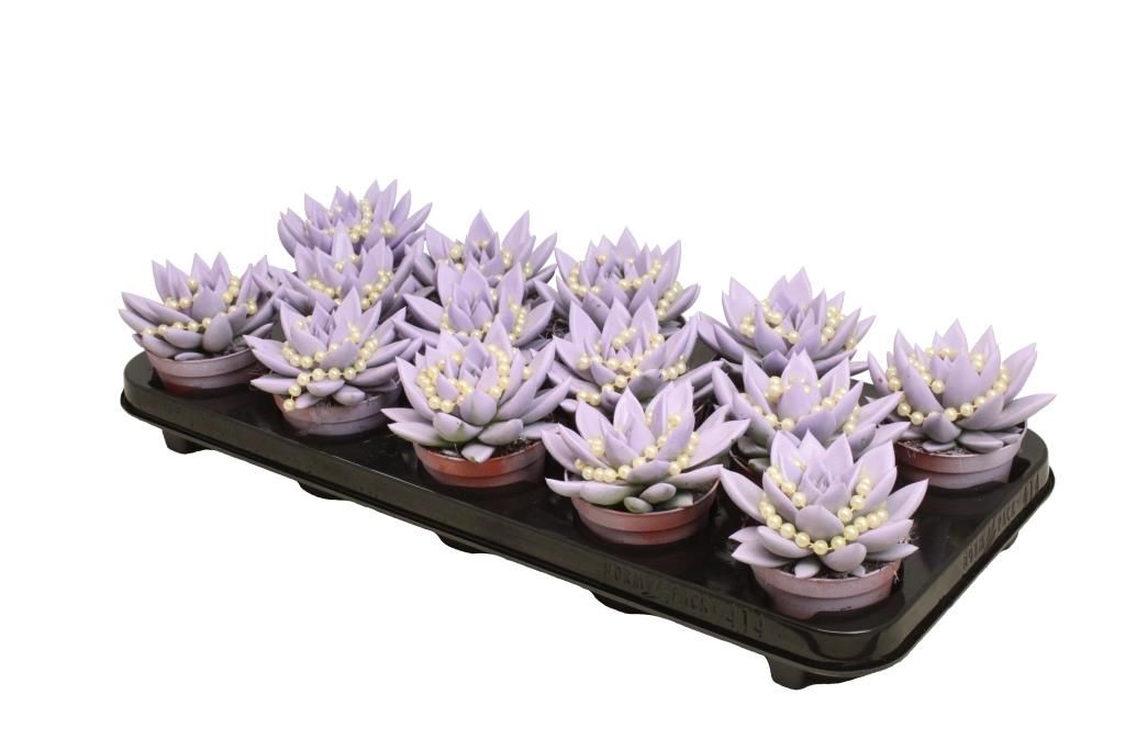 Miranda coloured pastel purple + chain, D 8,5 cm