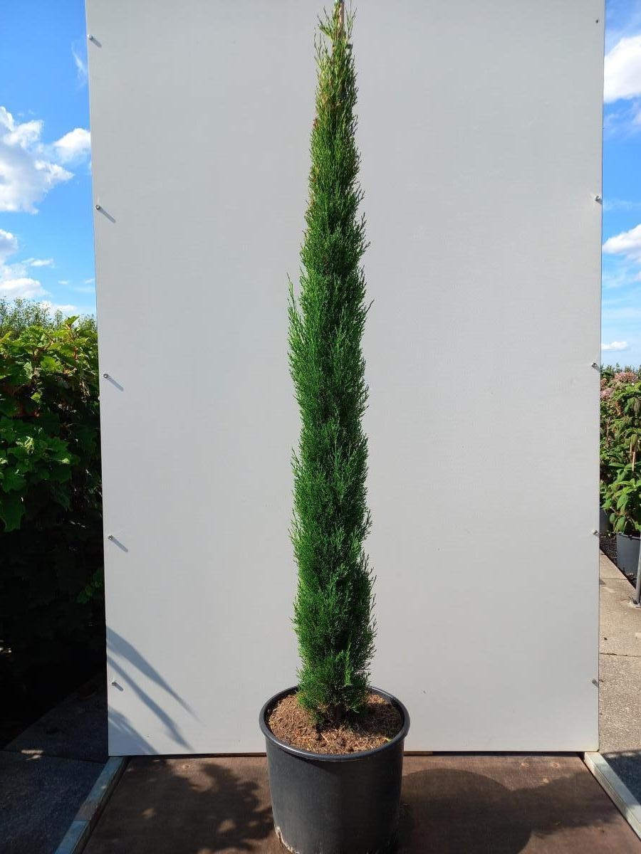 Cupressus semp. 'Pyramidalis', D 40