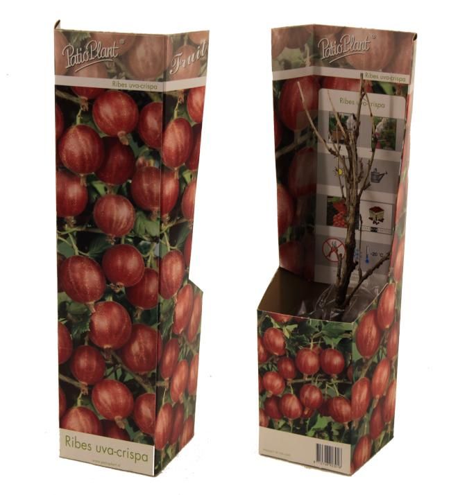 Ribes uva-crispa (rode Kruisbes), D 9