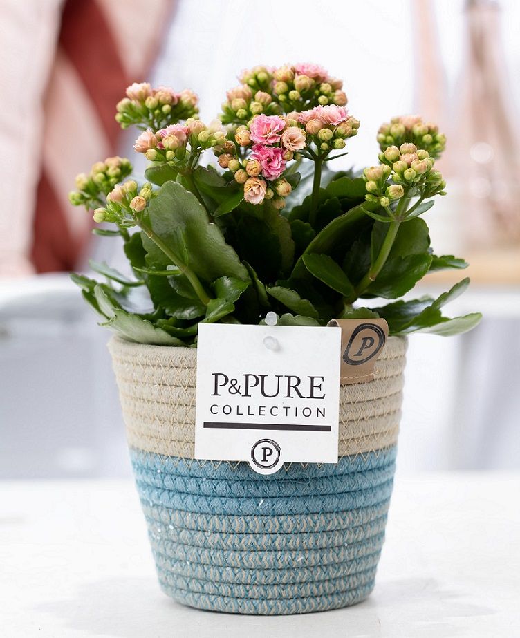 Kalanchoe pink in P&PURE Fashionpot Valerie, D 12 cm