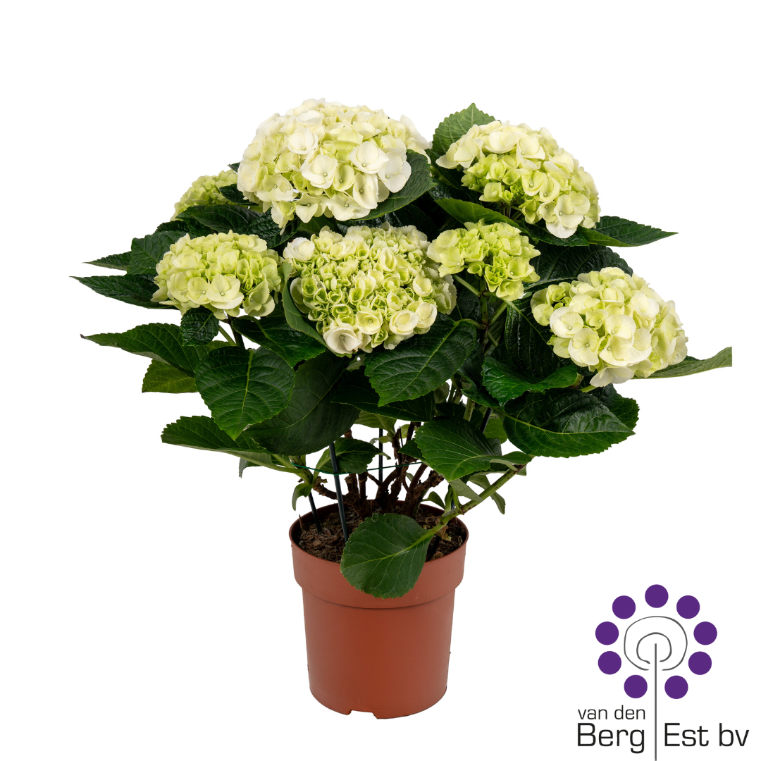 Hydrangea white 4/6 flowers, D 14