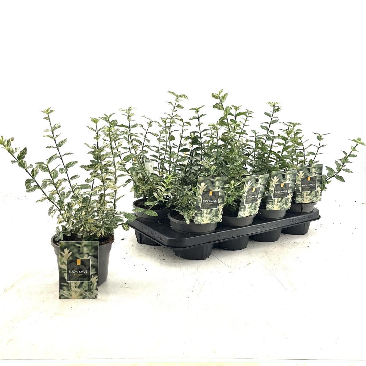 Euonymus fort. 'Harlequin', D 13