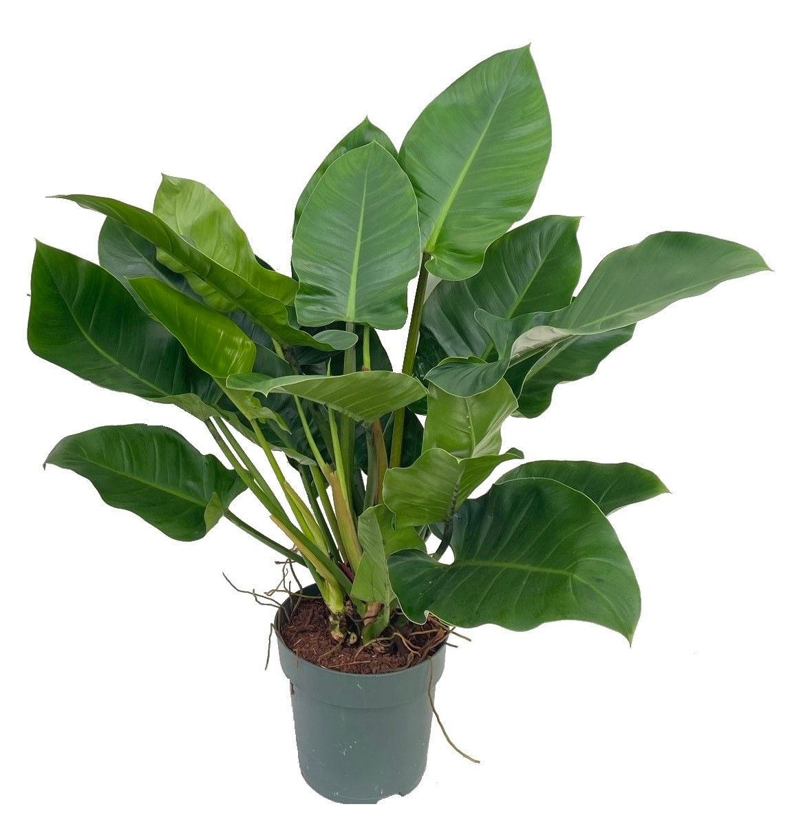 Philodendron Imperial Green, D 27