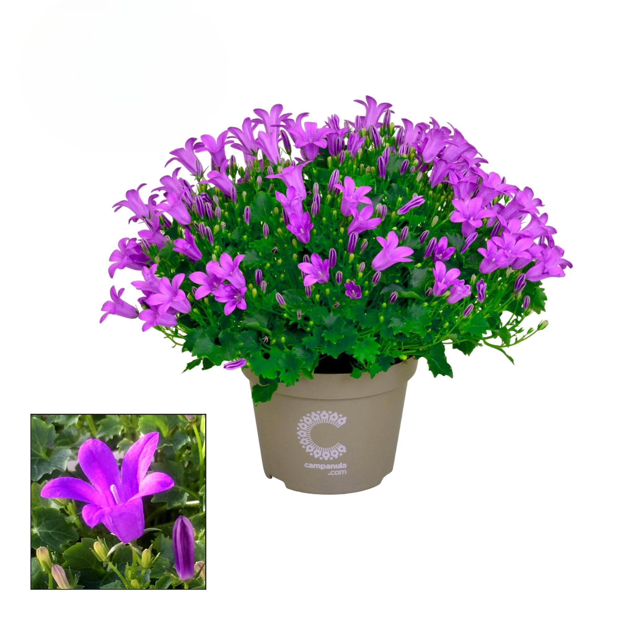 Campanula Porto Longlife, D 11