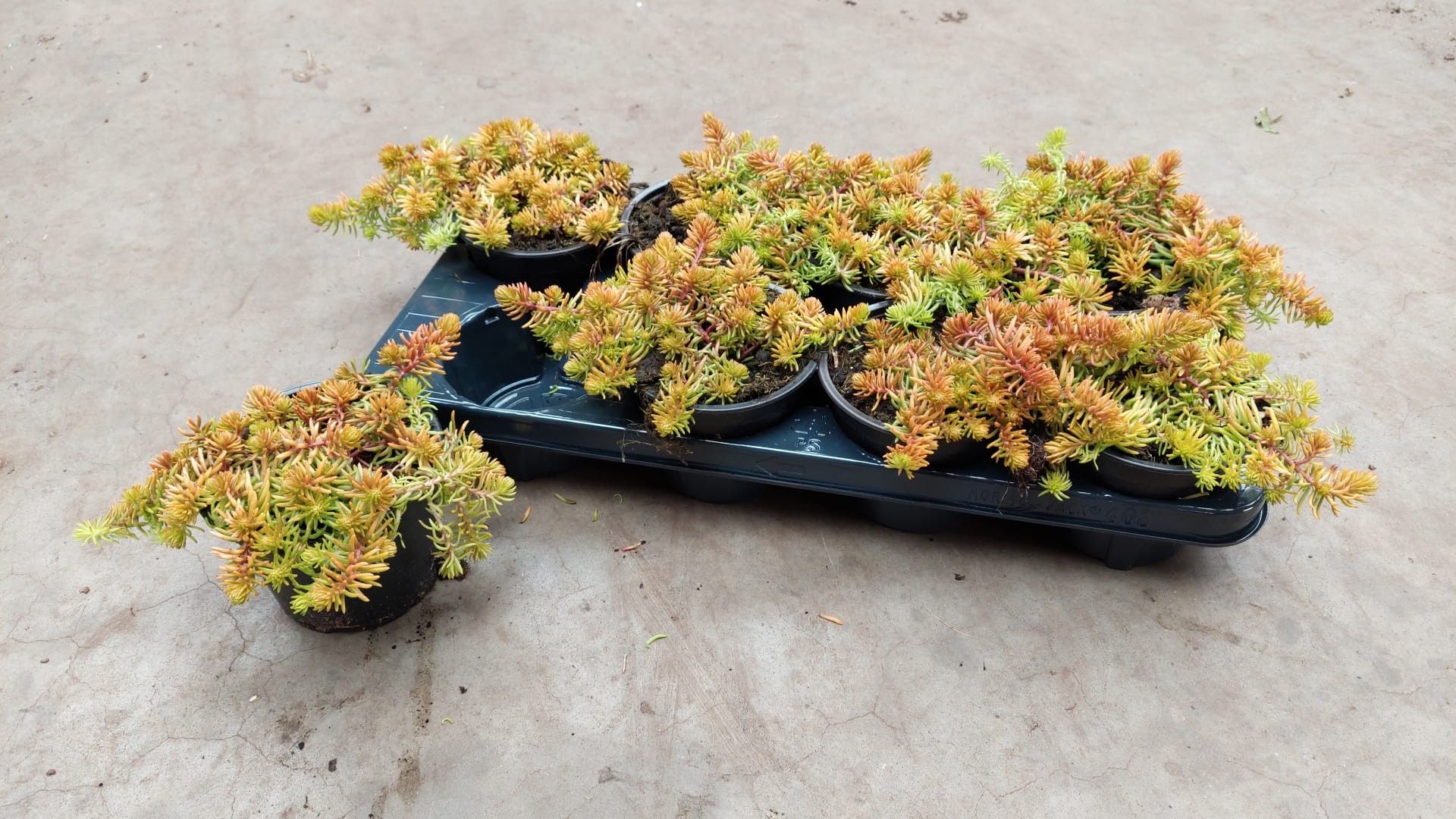 Sedum reflexum angelina, D 13