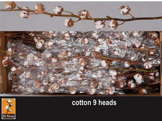 Хлопок Вайт 80, шт.