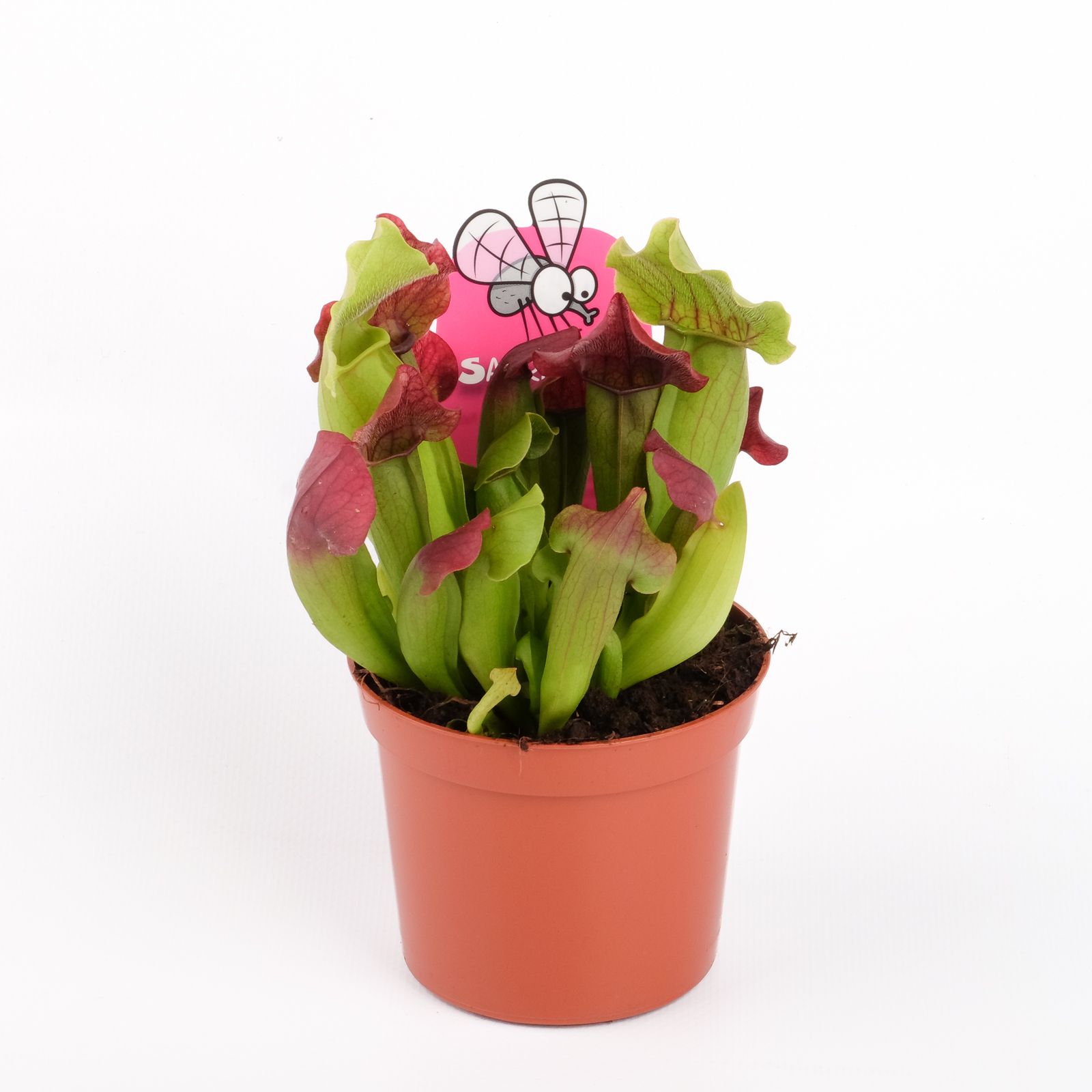 Sarracenia maroon, D 8,5